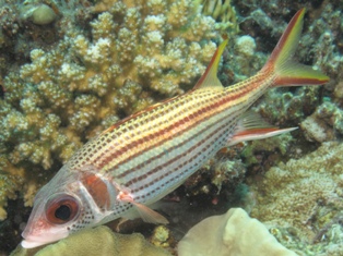 Neoniphon Sammara